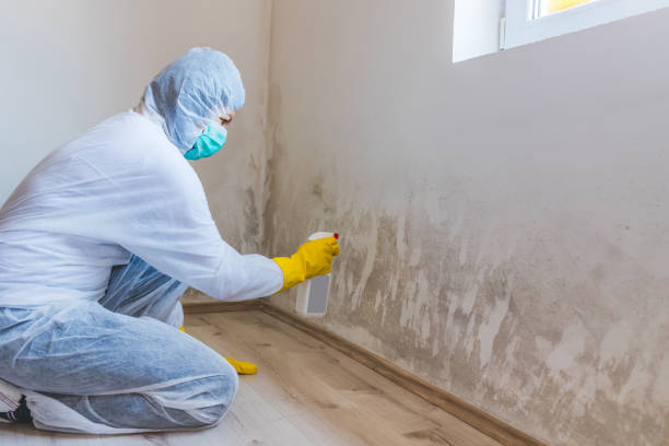 Licensed Mold Testing service in Highland Park, MI - WQB Mold Removal
